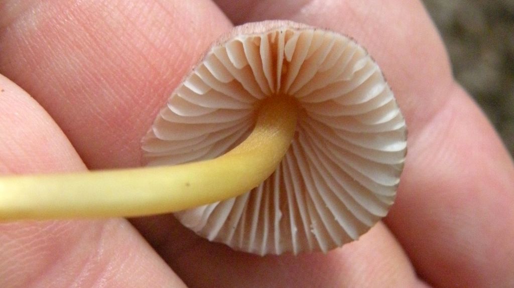 Mycena con pileo rosa e gambo giallo